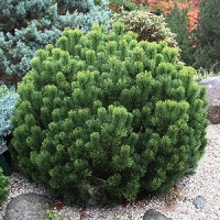 Pinus mugo'Pumilio' 