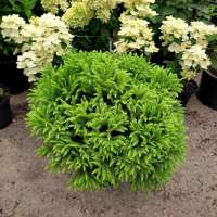 Cryptomeria japonica'Kamasan' 