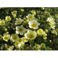 Potentilla fruticosa'Primrose Beauty' 