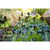 Rudbeckia occidentalis'Green Wizard'