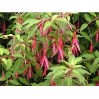 Fuchsia magellanica'Gracilis'