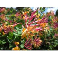 Lonicera heckrottii'Goldflame' 