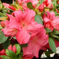 Azalea japonica'Gorbella' 