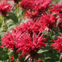 Monarda'Mahogany'