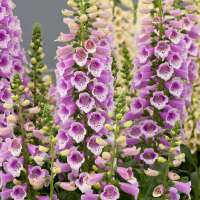 Digitalis purpurea'Dalmatian Rose'