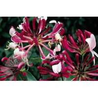 Lonicera periclymenum'Serotina' 