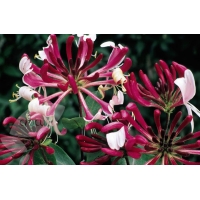 Lonicera periclymenum'Serotina' 