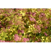 Spiraea japonica'Goldflame' 