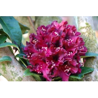 Rhododendron'Moser's Maroon' 