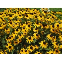 Rudbeckia fulgida'Viette's Little Suzy' 