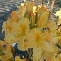 Azalea knaphill'Harvest Moon' 
