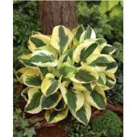 Hosta'Brim Cup'