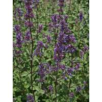 Nepeta grandiflora'Bramdean'