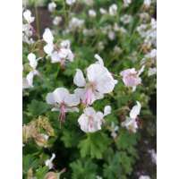 Geranium cantabigiense'Harz'