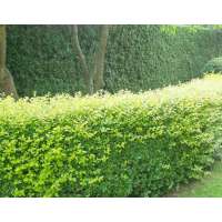 Ligustrum ovalifolium 