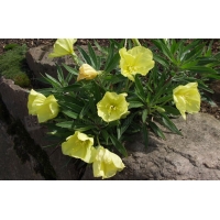 Oenothera macrocarpa