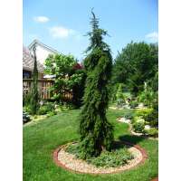 Picea omorika'Pendula' 