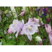 Aquilegia'Biedermeier' 