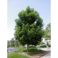 Acer platanoides'Emerald Queen' 