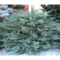 Juniperus virginiana'Grey Owl' 