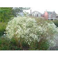 Boltona asteroides'Snowbnk'