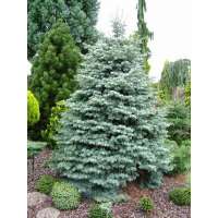 Abies concolor'Archer's Dwarf' 