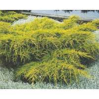 Juniperus media'Old Gold' 