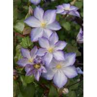 Clematis'Lucky Charm' 