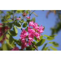 Robinia margaretta'Pink Cascade' 