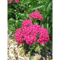 Achillea millefolium'New Vintage rose'