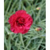 Dianthus plumarius'Munot'