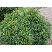 Pinus strobus'Green Twist' 