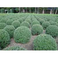 Osmanthus burkwoodii 