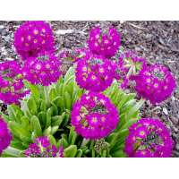 Primula denticulata'Rubin'