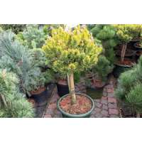 Pinus mugo'Golden glow' 