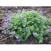 Nepeta racemosa'Little Titch'