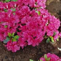 Azalea japonica'Canzonetta' 