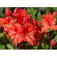 Azalea knaphill'Satan' 
