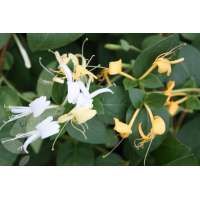 Lonicera japonica'Hall's Profilic' 
