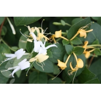 Lonicera japonica'Hall's Profilic' 