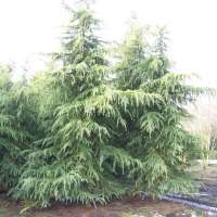 Cedrus deodara'Eisregen' 