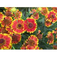 Helenium'Bandera'