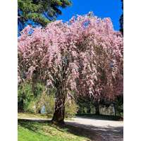 Prunus subhirtella'Pendula Rubra' 
