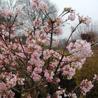 Viburnum bodnantense'Charles Lamont' 