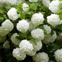 Viburnum opulus'Roseum' 