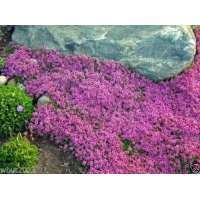 Thymus praecox'Red Carpet'