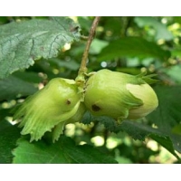 Hazelnoot (Corylus'Cosford) 