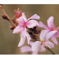 Prunus incisa'Februari Pink' 