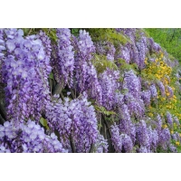 Wisteria sinensis'Prolific' 