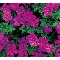 Geranium riversleanum'Russell Prichard'
